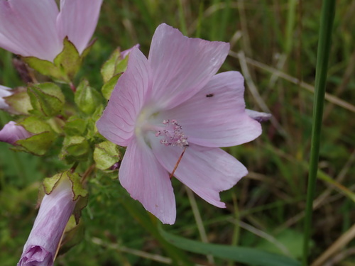 Malva moschata