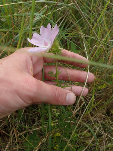 Malva moschata