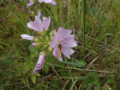 Malva moschata