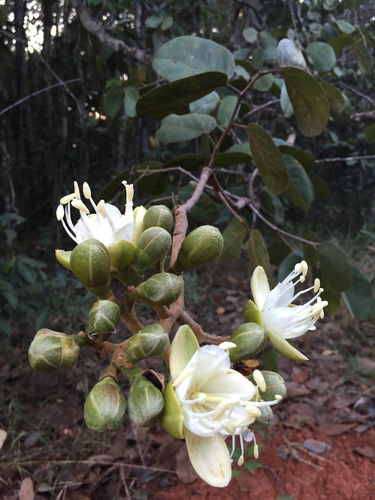 Hymenaea courbaril - Whole tree