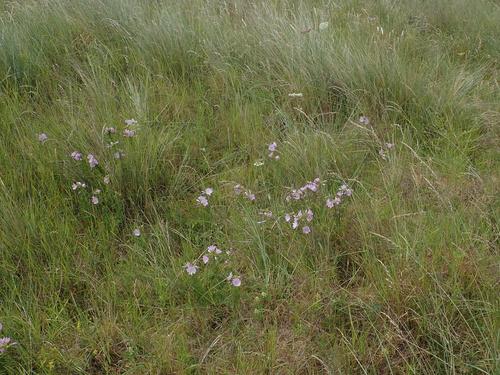 Malva moschata
