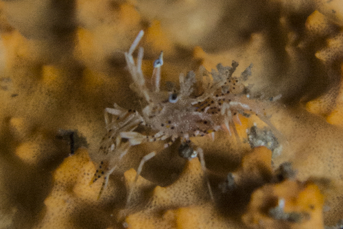 Phyllognathia ceratophthalma