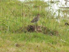 Gallinago paraguaiae