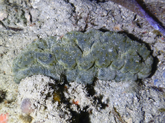 Stichopus