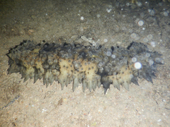 Stichopus