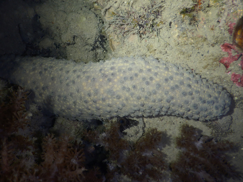 Holothuria turriscelsa