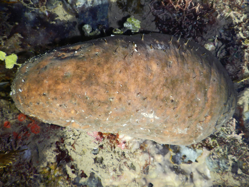Actinopyga lecanora