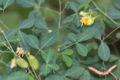 Crotalaria globifera