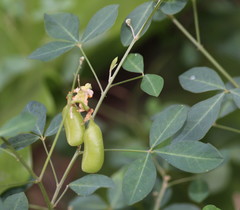 Crotalaria globifera