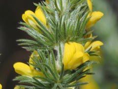 Aspalathus pycnantha