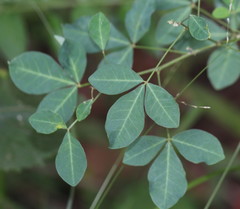 Crotalaria globifera