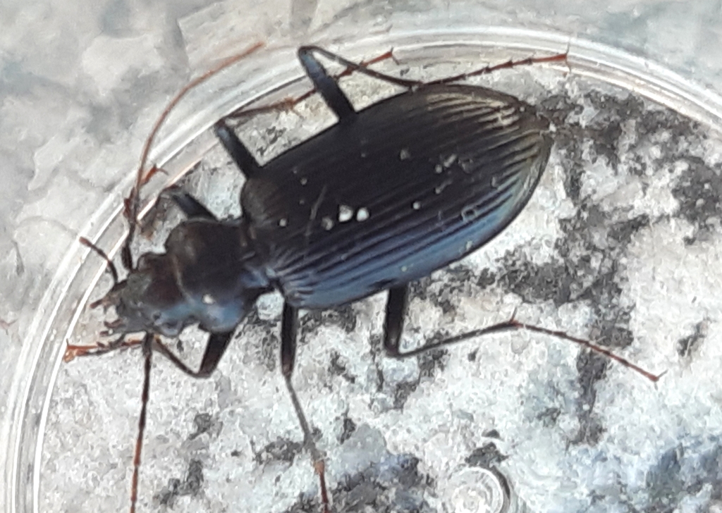 Nebria jockischii