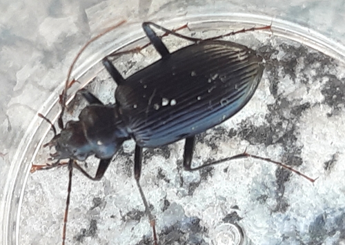 Nebria jockischii
