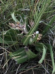 Xysmalobium stockenstromense