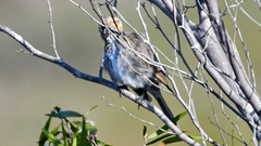Gliciphila melanops