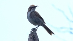 Gliciphila melanops
