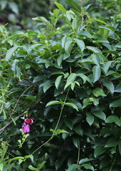 Canavalia bonariensis