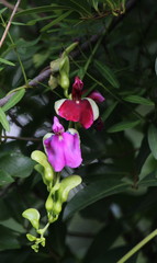 Canavalia bonariensis