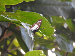 Charaxes wakefieldi