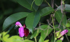 Canavalia bonariensis