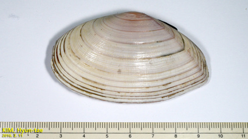 Megangulus zyonoensis