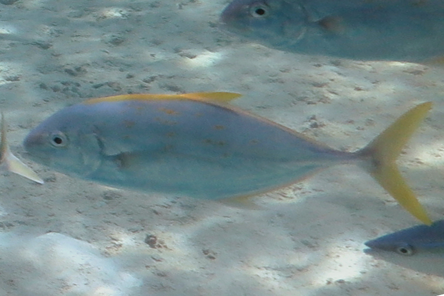 yellowspotted kingfish