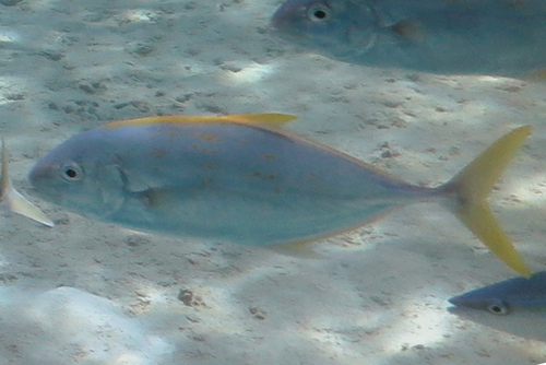 yellowspotted kingfish