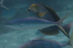 Elagatis bipinnulata