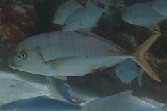 Gnathanodon speciosus