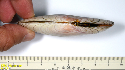 Megangulus zyonoensis