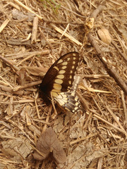 Papilio polyxenes americus