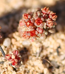 Crassula umbellata