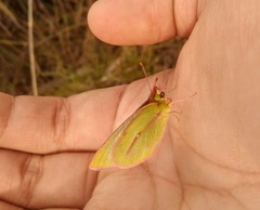 Colias dimera