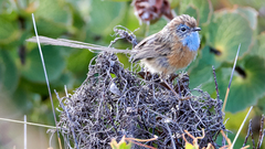 Stipiturus malachurus