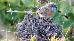 Stipiturus malachurus