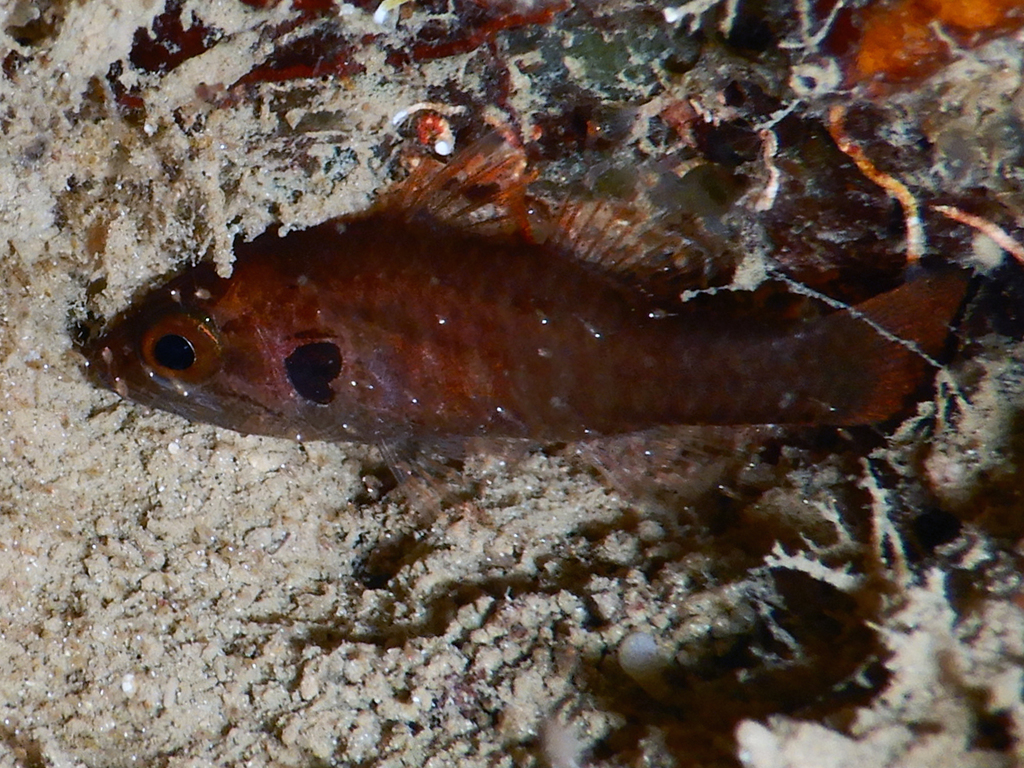 Barred Cardinalfish