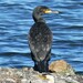 Australasian Great Cormorant - Photo (c) andrewpavlov, some rights reserved (CC BY-NC), uploaded by andrewpavlov