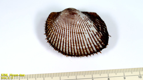 Broughton's Blood Cockle