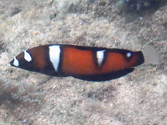 Coris formosa