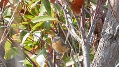 Stipiturus malachurus