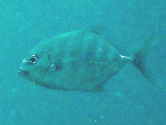 Turrum coeruleopinnatum