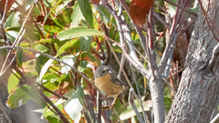 Stipiturus malachurus