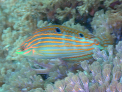 Halichoeres cosmetus