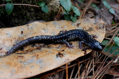 Plethodon grobmani