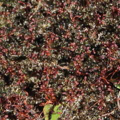 Samolus repens repens