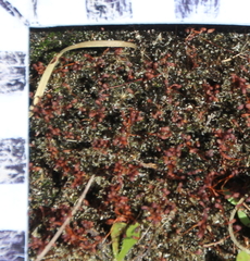 Samolus repens repens