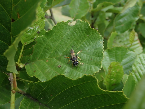 Alnus glutinosa — photo 1