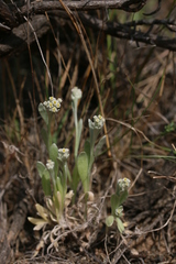 Vellereophyton