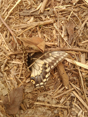 Papilio polyxenes americus