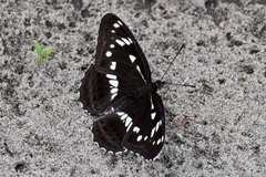 Limenitis helmanni